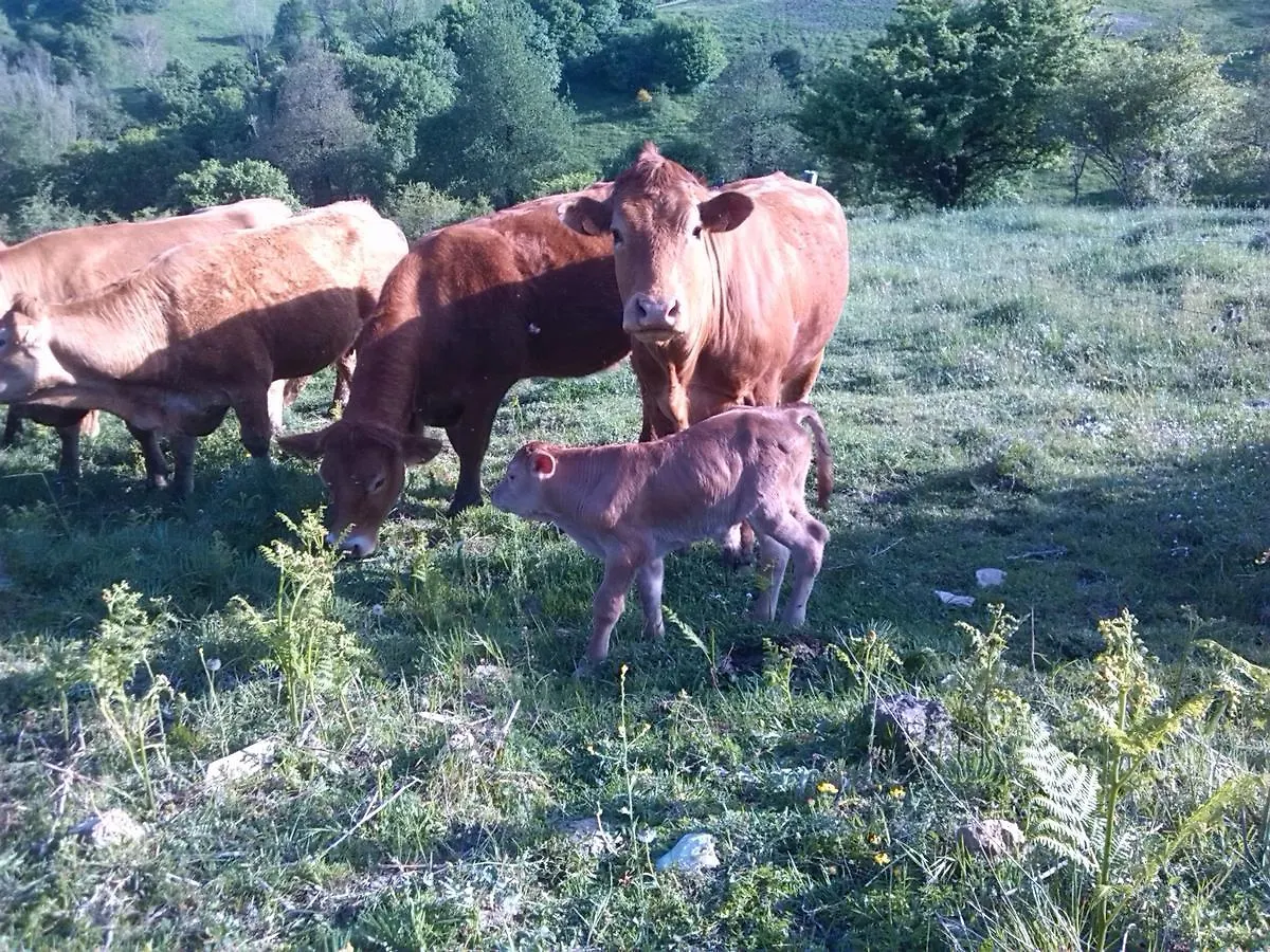 Agriturismo La Guinza Arcidosso Farm stay